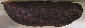 Pupae